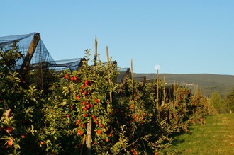 Apfelschmiede Dreier_Bioobstgarten_Oststeiermark | © Carmen Dreier-Zwetti