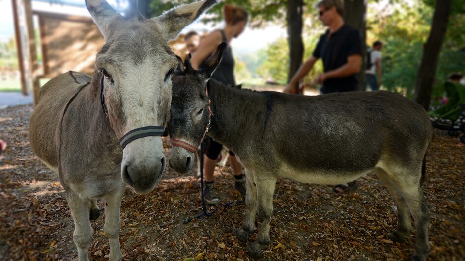 Apfelschmiede Dreier_Eselwanderung_Oststeiermark | © Christian Strassegger