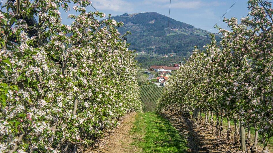 Apfelwanderweg_Apfelplantage_Oststeiermark | © Tourismusverband Oststeiermark