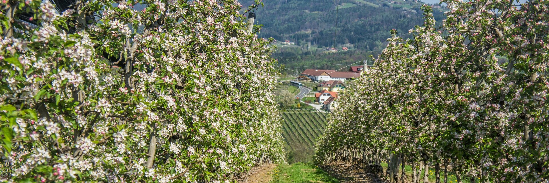 Apple hiking trail - Impression #1 | © Tourismusverband Oststeiermark