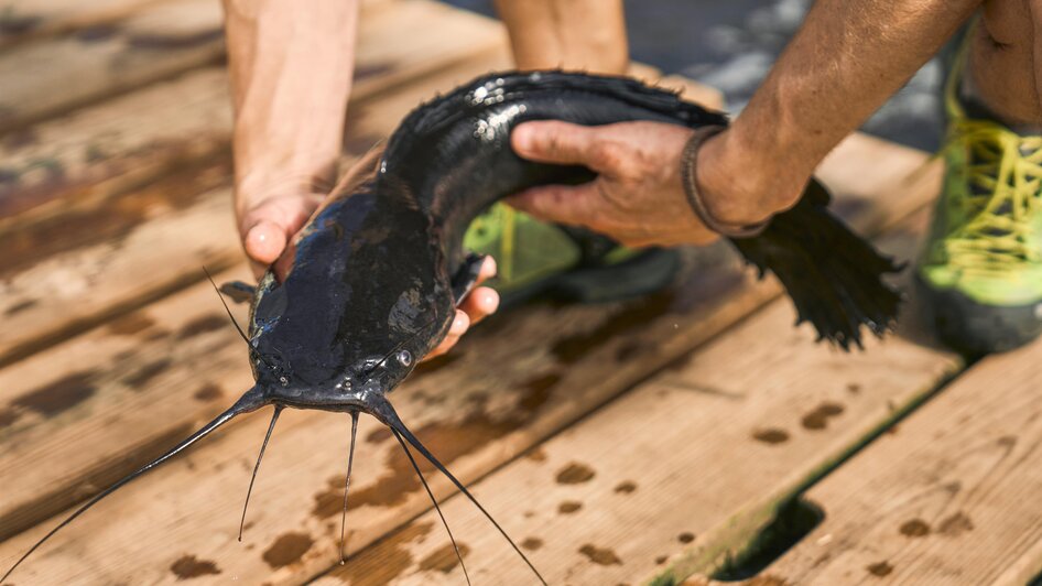 Liesingtaler Edelwels | Robert_Maybach | © Robert_Maybach Liesingtaler Edelwels | © Robert_Maybach