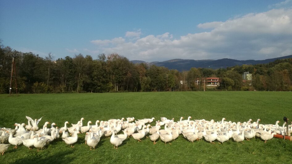 Wiesnlampl_Gänse_Oststeiermark | © Bauernhof Schweighofer - Wiesnlampl