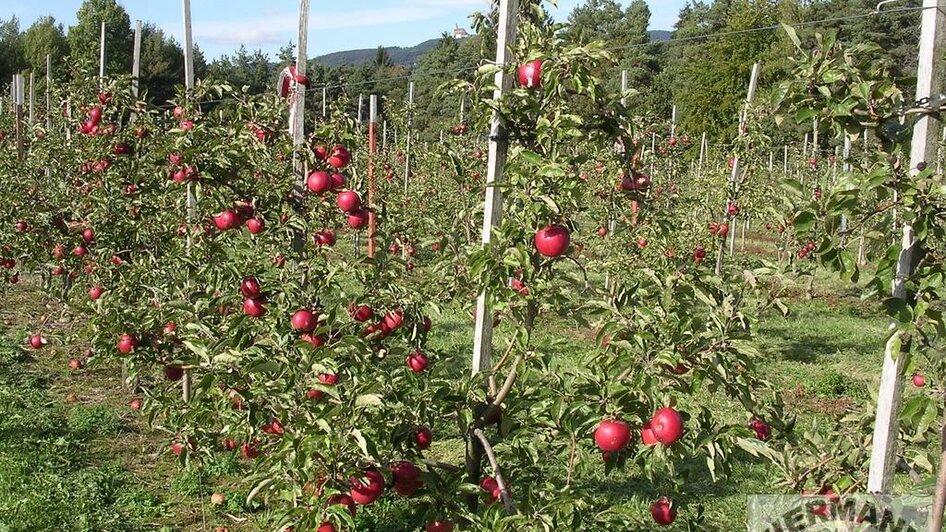 Bauernhof Pöttler_Obstbäume_Oststeiermark | © Andrea Pöttler