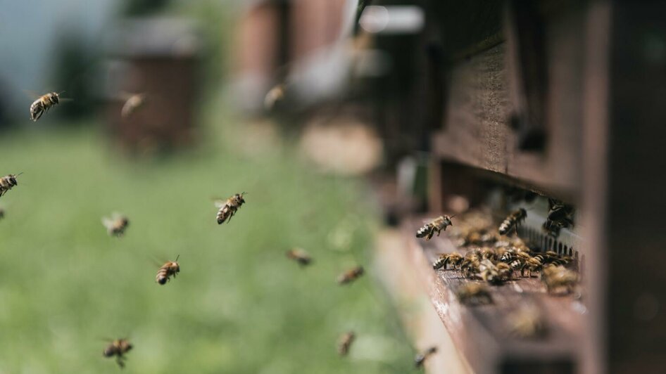 Gesäuse Bergbienen | © Stefan Leitner