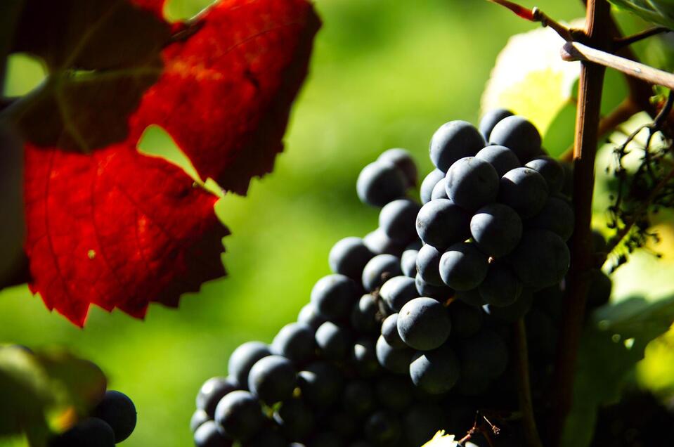 wine tavern  Monschein in St. Stefan/R. - Impression #1 | © Thermen- & Vulkanland