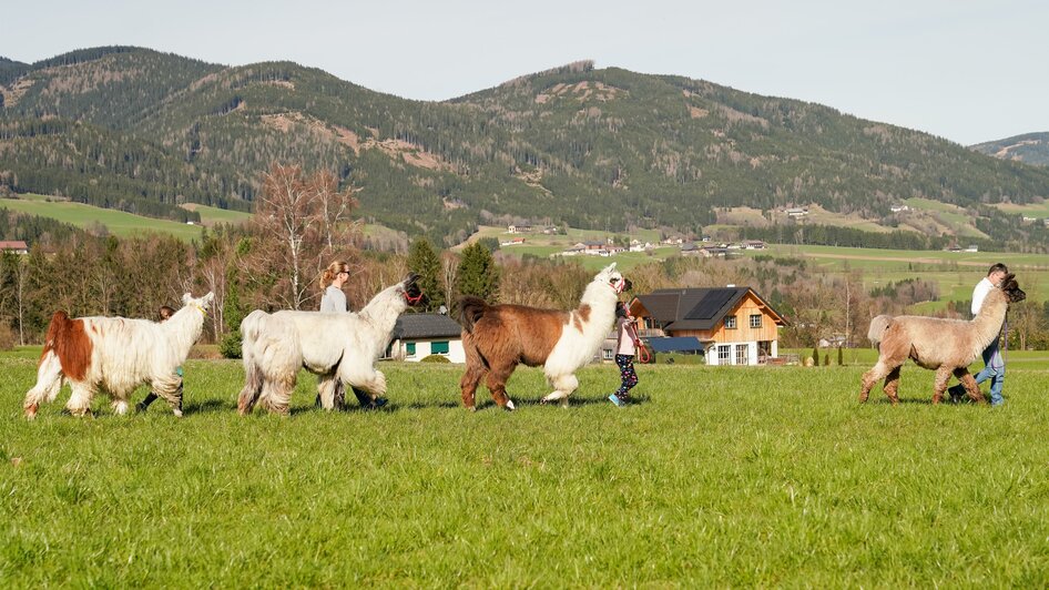 Binderhof Lamas und Alpakas - Impression #2.3