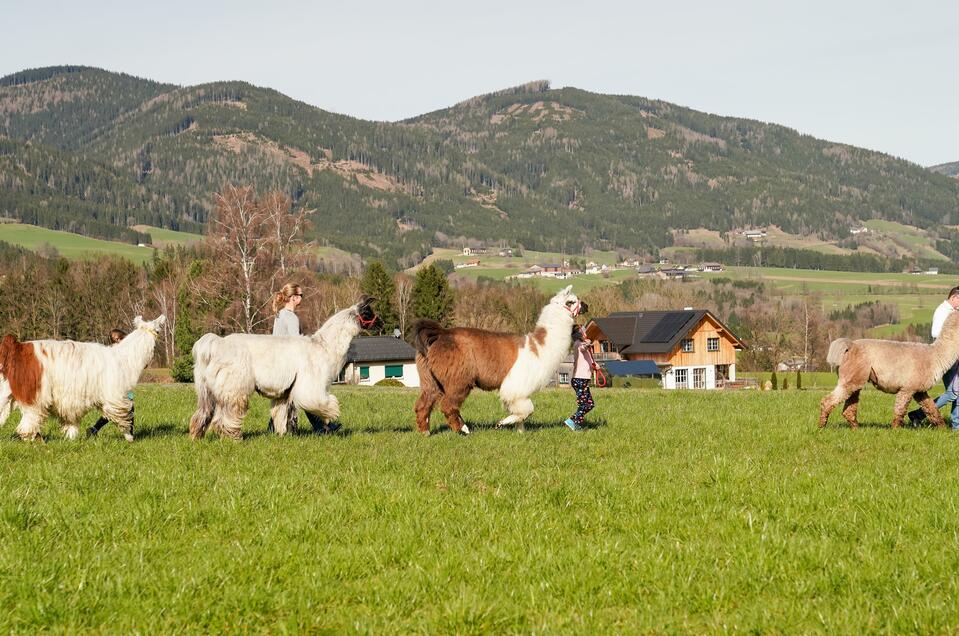 Binderhof Lamas und Alpakas - Impression #1