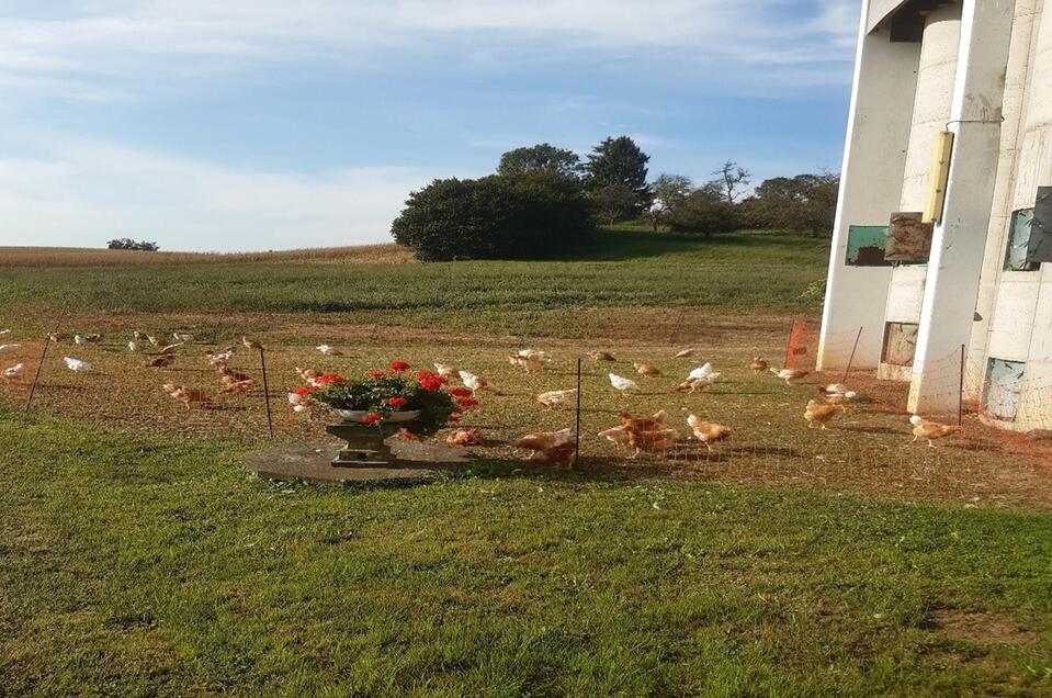 Konrad organic chicken products in Gnas - Impression #1 | © Familie Konrad