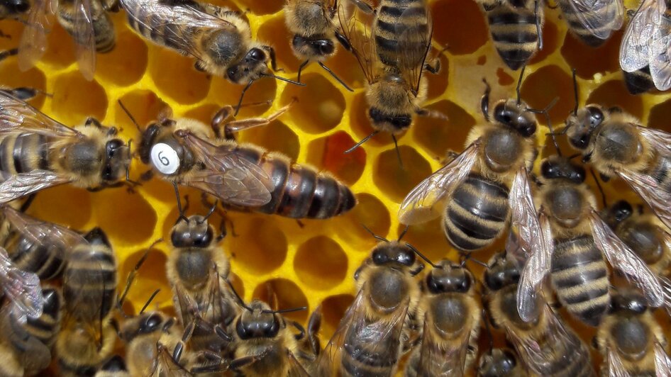 Bienenkönigin mit Hofstaat | © Maria Maier