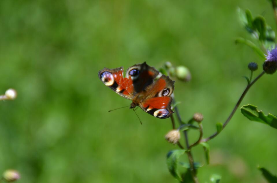 Organic beekeeping Fuchs - Impression #1 | © Kurkommission Bad Blumau