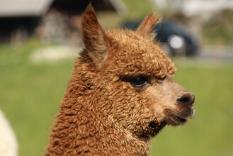 organic farm Kroisleitner_alpaca_Eastern Styria | © Biohof Kroisleitner