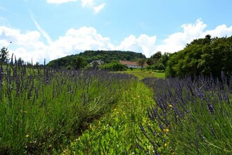 Lavendel | © Nina Weyrer