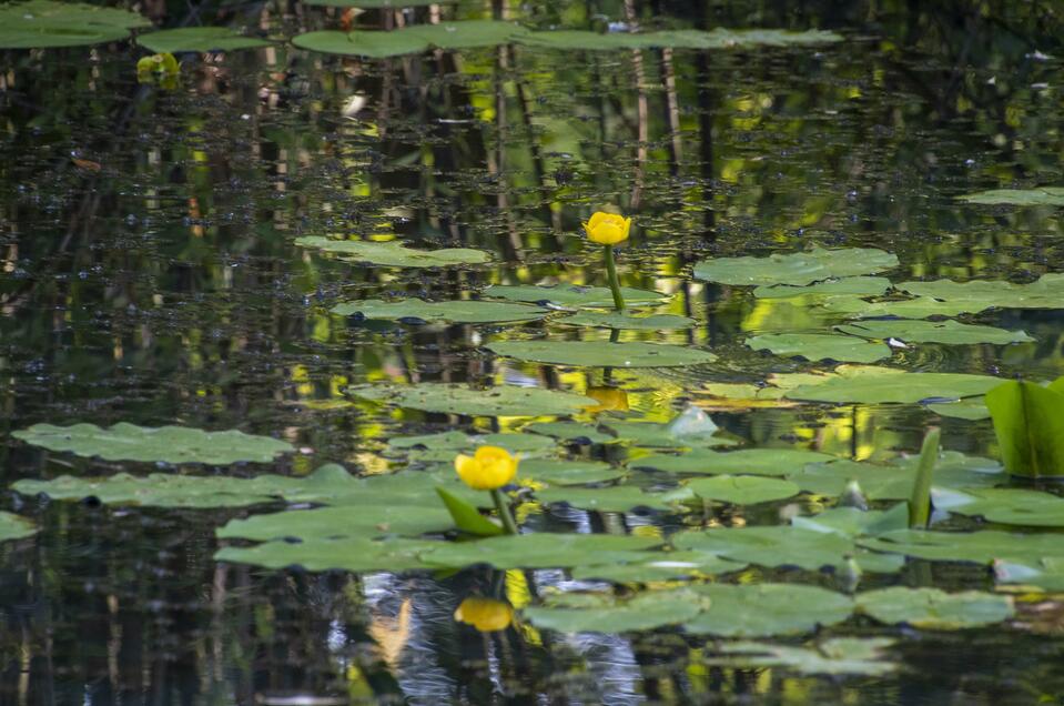 Biotope in the spa park - Impression #1 | © Kurkommission Bad Blumau