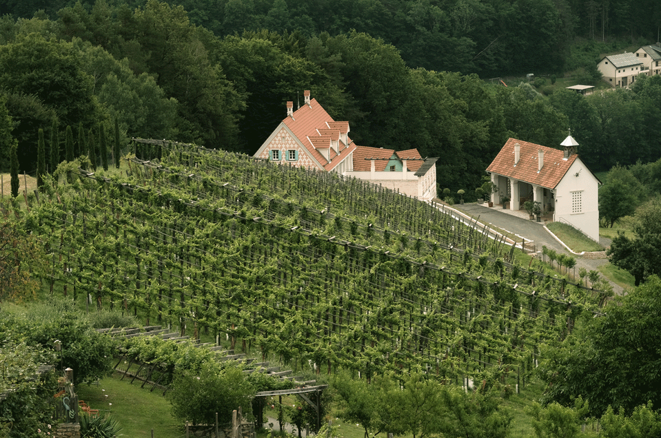 Bioweingut Bleyweis - Impression #1 | © Bioweingut Bleyweis