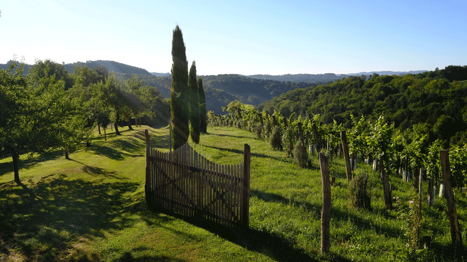 Weingarten | © Bioweingut Bleyweis