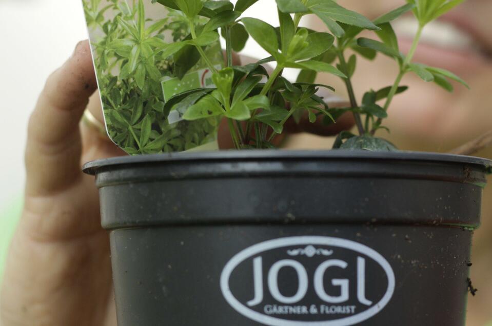 Blumen Jogl - Impression #1 | © Blumen Jogl