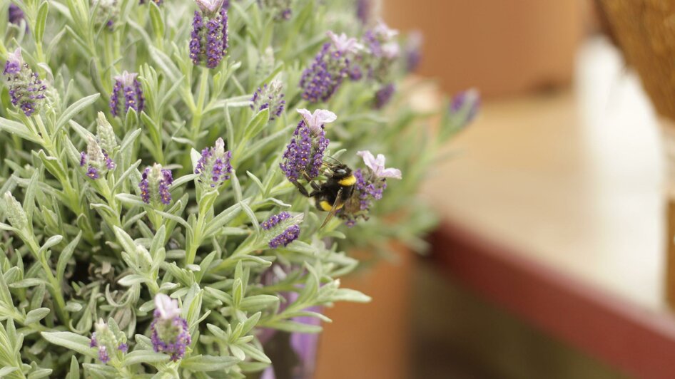 Lavendel | © Blumen Jogl