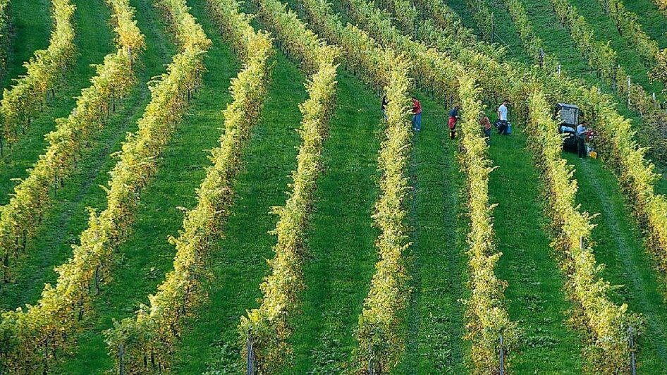 Buschenschank Ernst_Weinlese_Oststeiermark | © Tourismusverband Oststeiermark