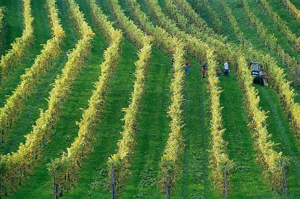  wine tavern Ernst - Impression #1 | © Tourismusverband Oststeiermark