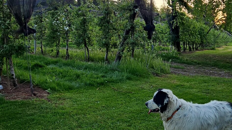 Mostschenke Gantschnigg - Impression #2.5