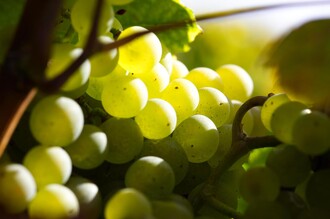 Sujetfoto Trauben | © Thermen- & Vulkanland