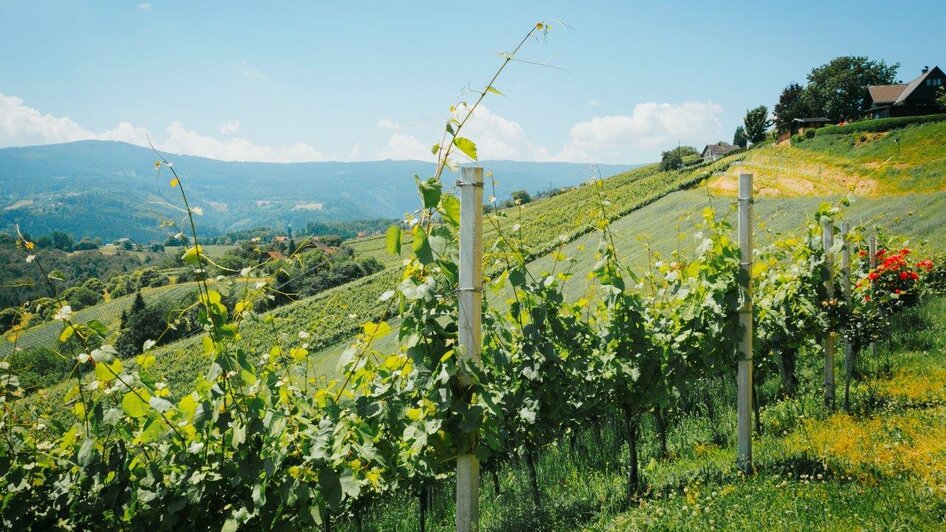 Aussicht Hochgrail Weinberge | © Schilcherland Steiermark