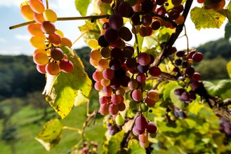 Weinreben in der Erlebnisregion Graz | © Region Graz - Harry Schiffer