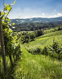 Schilcherweingarten©LupiSpuma | Lupi Spuma | © Lupi Spuma