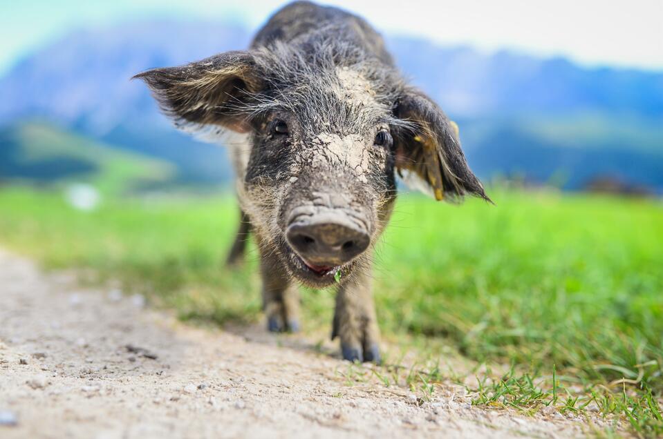 Finding happiness in Ausseerland - Impression #1 | © TVB Ausseerland - Salzkammergut_Jacqueline Korber