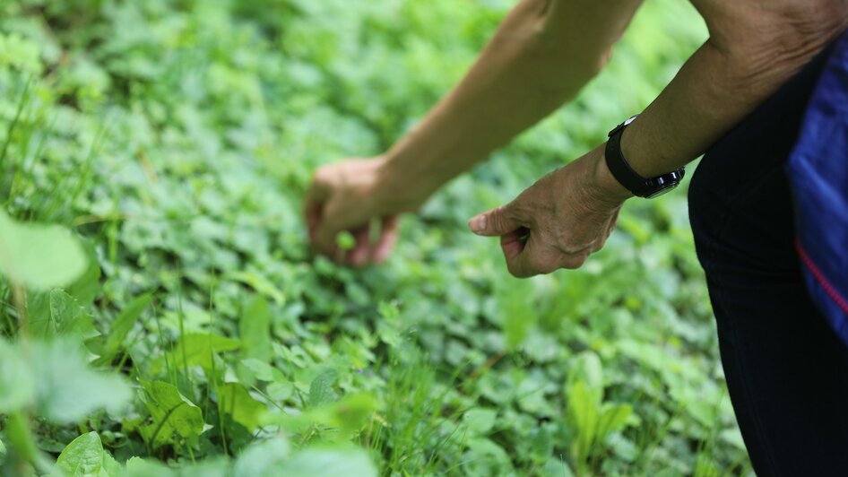 Kräuterwanderung Tina Rosenkranz 2