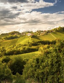 Panorama Weinstraße | © Steiermark Tourismus | Wolfgang Jauk | Wolfgang Jauk | © Steiermark Tourismus | Wolfgang Jauk