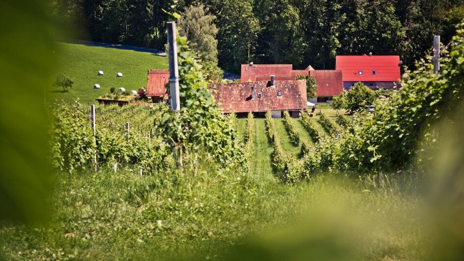 Aussicht am Hochgrail | © TV Schilcherland Steiermark