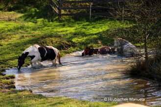 Double T Ranch 2 | © Double TT Ranch