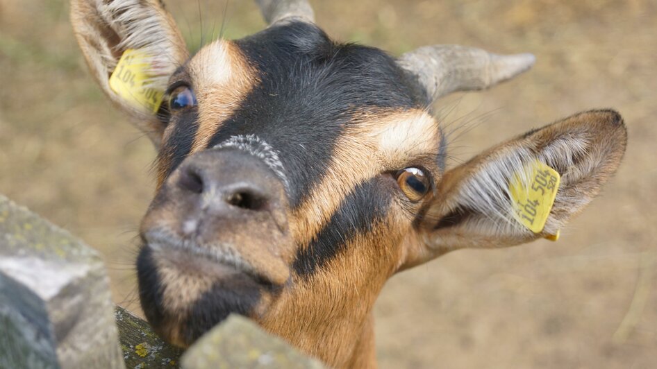 Bauernhof König_Ziege_Oststeiermark | © Michael Fischer