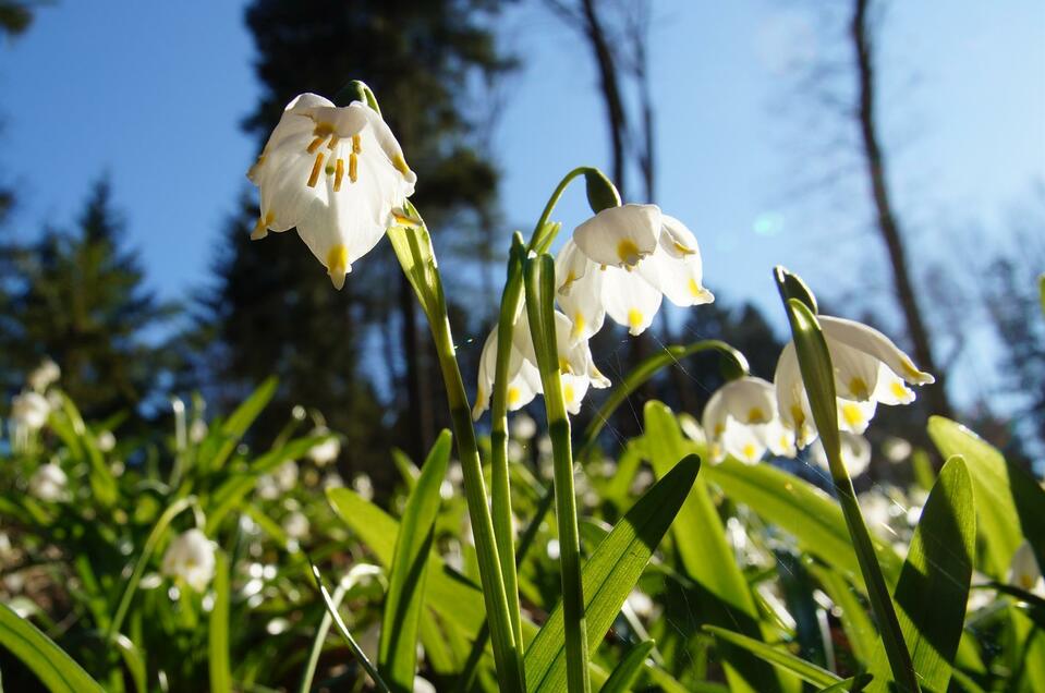 Frühlingsknotenblumen - Impression #1