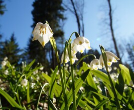 Frühlingsknotenblume_Blume_Oststeiermark