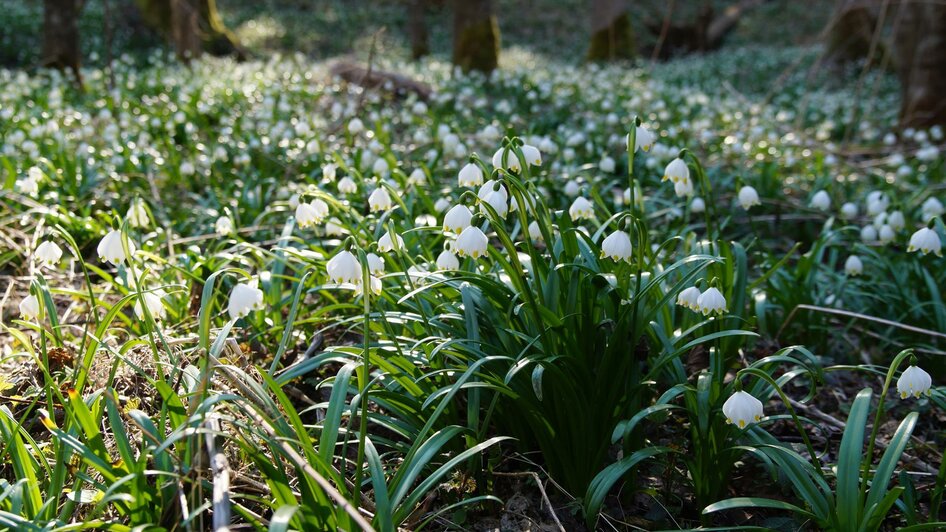 Frühlingsknotenblumen_Feld_Oststeiermark