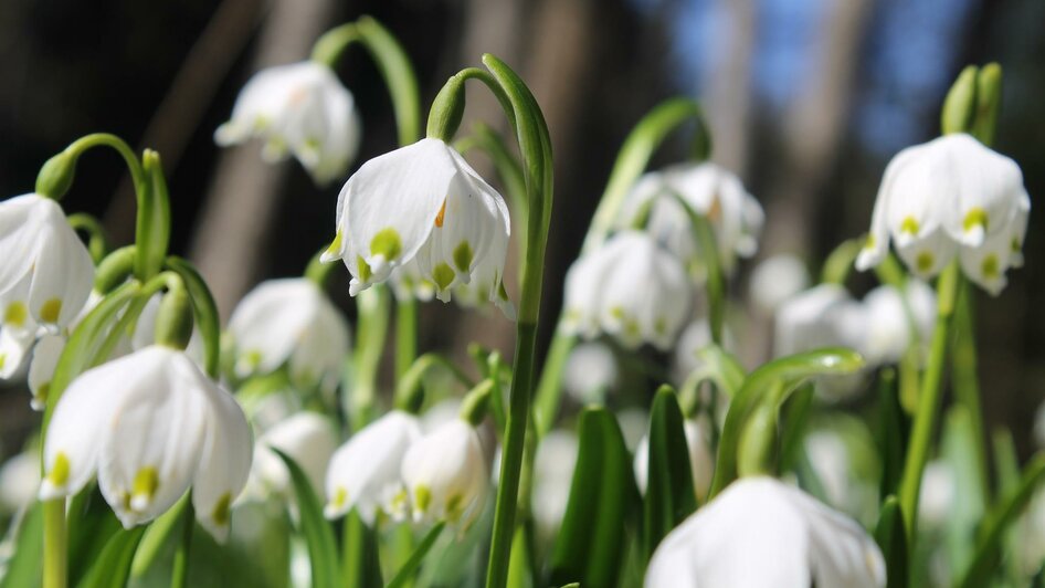 Frühlingsknotenblumen_Blume2_Oststeiermark