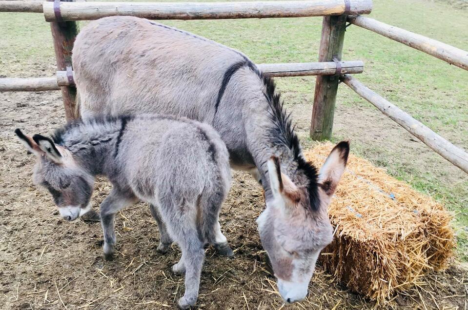 Franziskus animal experience farm - Impression #1 | © Hammer Andreas_Andy