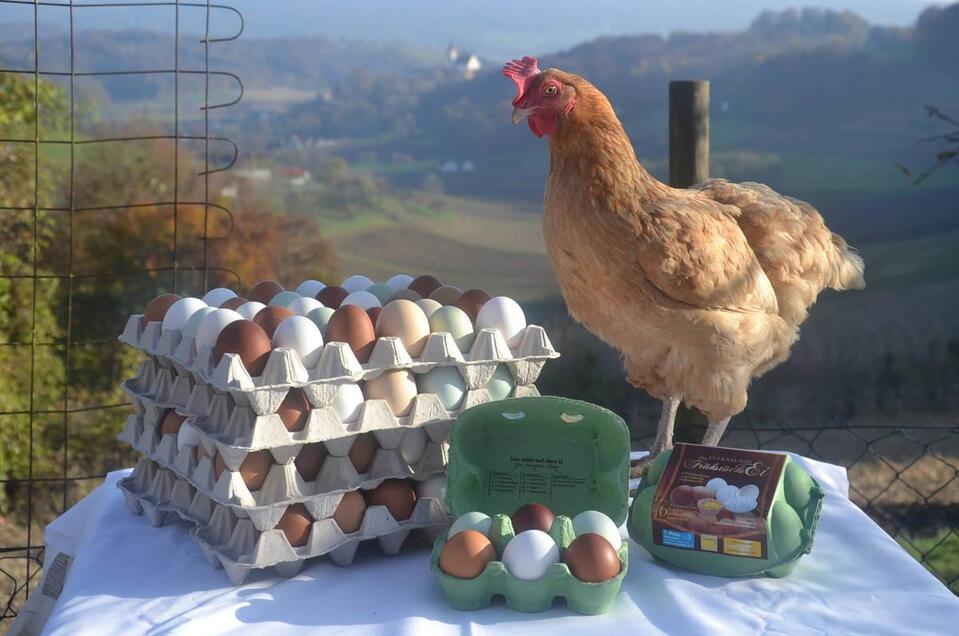 Bunte Freilandeier | © Familie Pichler Freilandeier Josef Pichler in Bad Gleichenberg - Impression #1 | © Familie Pichler