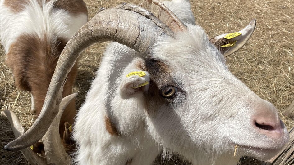 Petting zoo at the Römerhütte | © Michael Lechner Streichelzoo bei der Römerhütte | © Michael Lechner