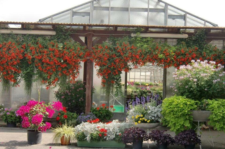 Gärtnerei Nistl - Impression #1 | © Gärtnerei Nistl