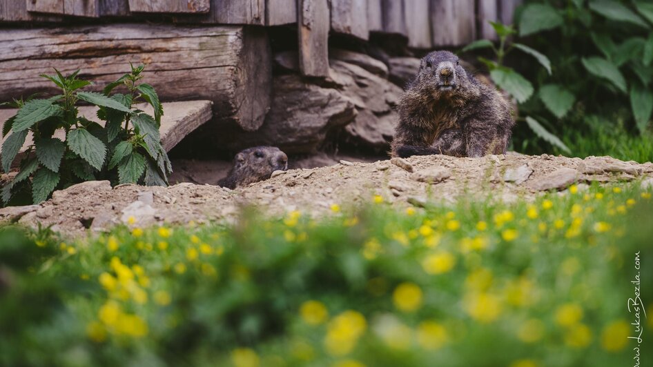 Murmeltiere auf der Galsterbergalm | © Lukas Bezila