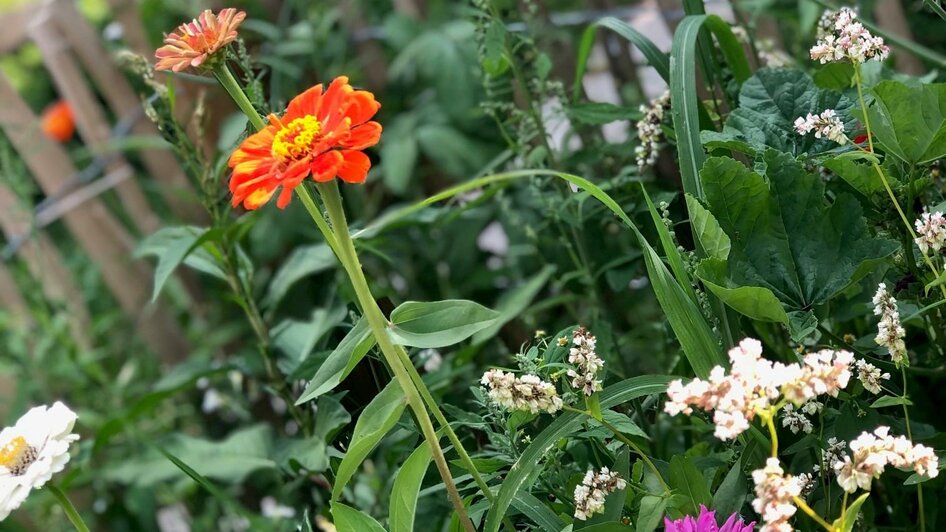 Blumenpracht im Garten | © Lina Libelle