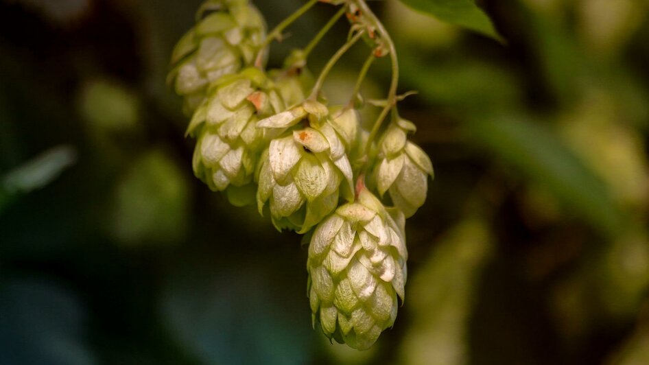 Gasselmüller-Hopfen-Murtal-Steiermark | © Pixabay