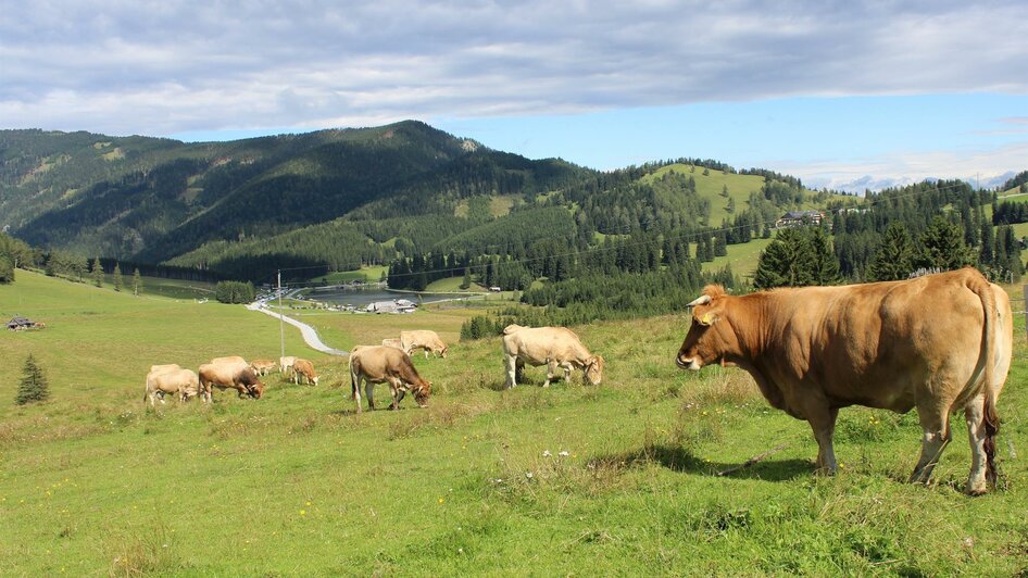 Almgasthaus Angerwirt_Kühe_Oststeiermark | © Tourismusverband Oststeiermark