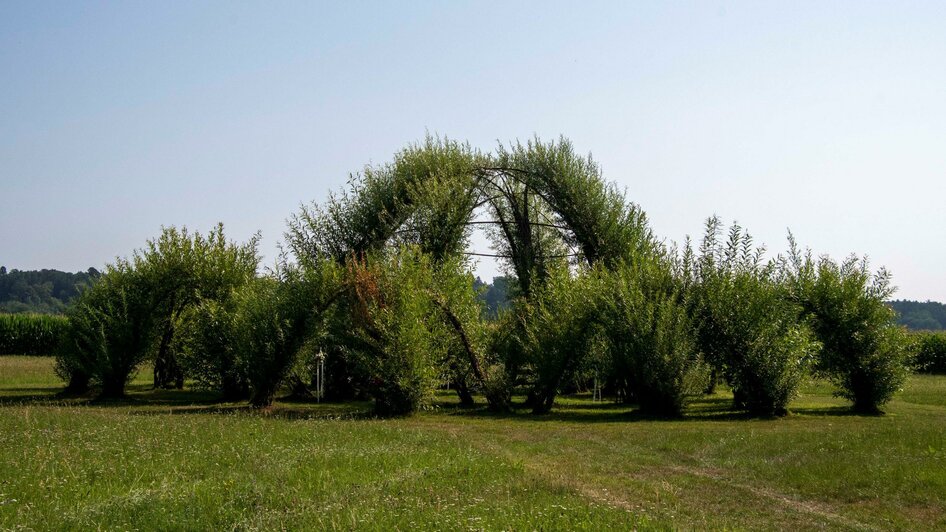 Weidenbau im Kurpark | © Kurkommission Bad Blumau