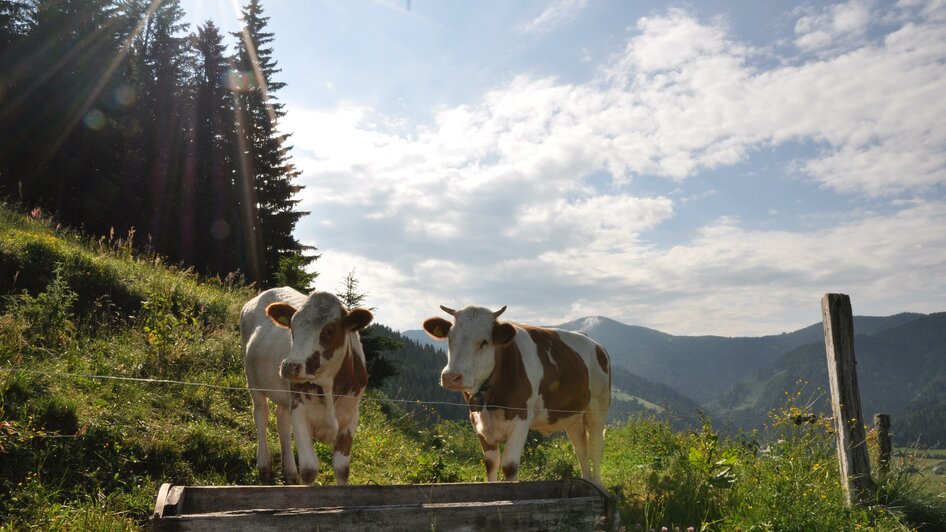 Grünalm Milch vlg. Gregorbauer - Impression #2.1