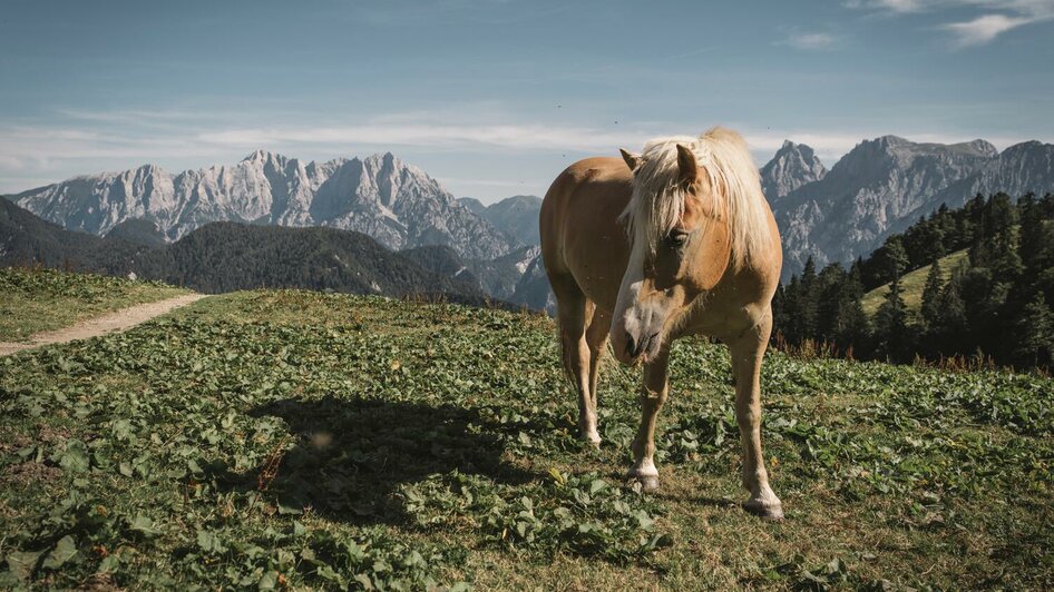 Blick von der Grabneralm | © Stefan Leitner