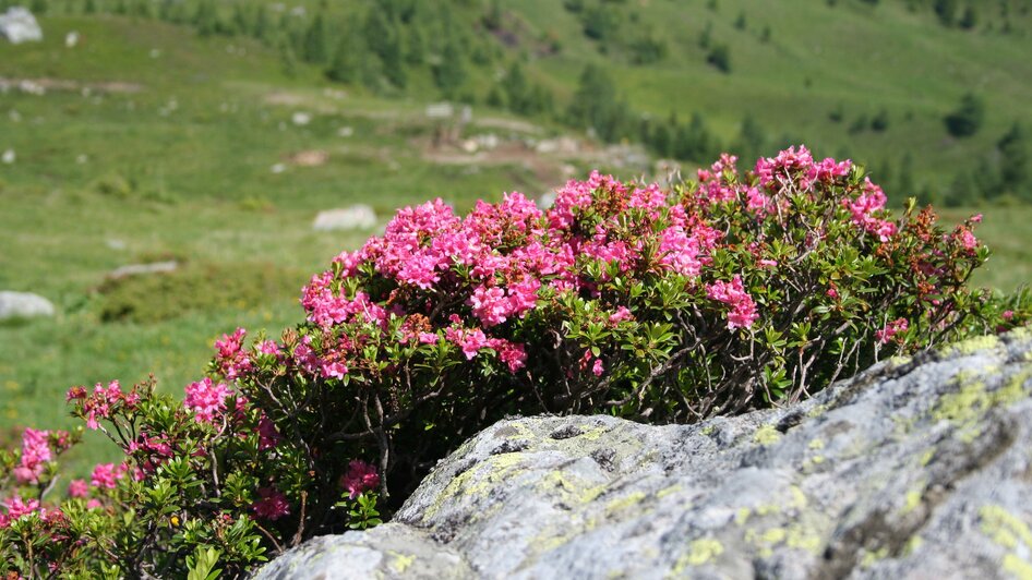 GrillerHütte-Ansicht5-Murtal-Steiermark | © Erlebnisregion Murtal